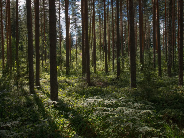Rural Explorer OWS 3i0Y5sI Unsplash